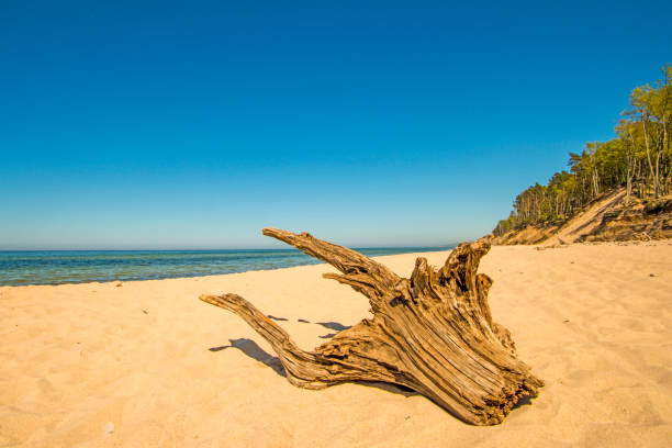 流木と青空と寂しいビーチ - surf turf ストックフォトと画像