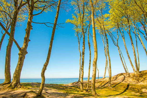 lonesome beach with trees and blue sky - surf turf imagens e fotografias de stock