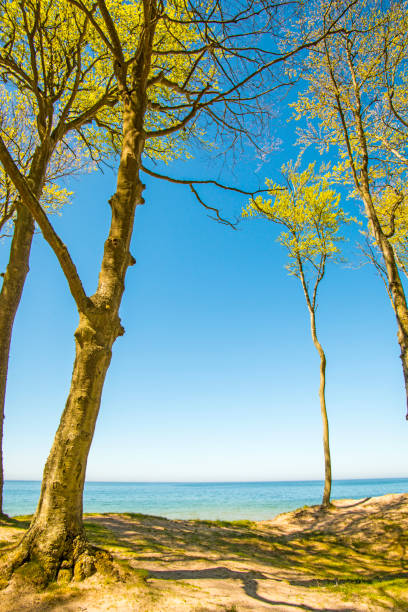 寂しいビーチの木と青い空 - surf turf ストックフォトと画像
