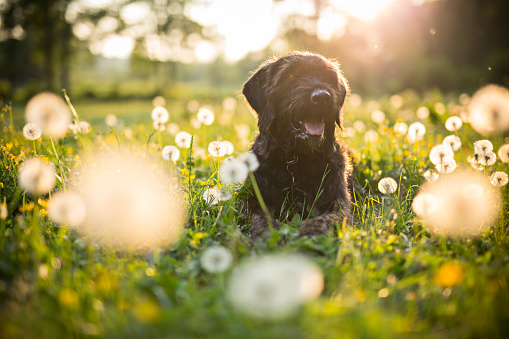 Portrait of black mutt dog during sunset on meadow with blossomed dandelions.