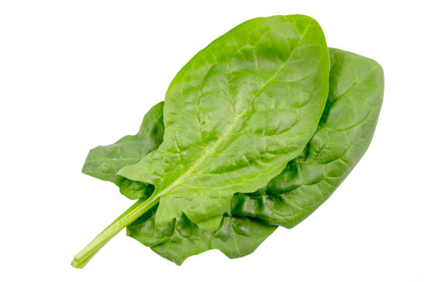 istock Spinach leaves close up isolated on white background with clipping path. 959199388