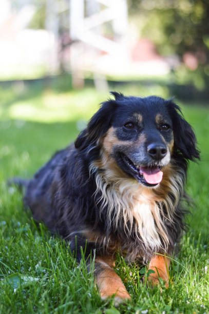 istock Portrait Of Dog 959200120