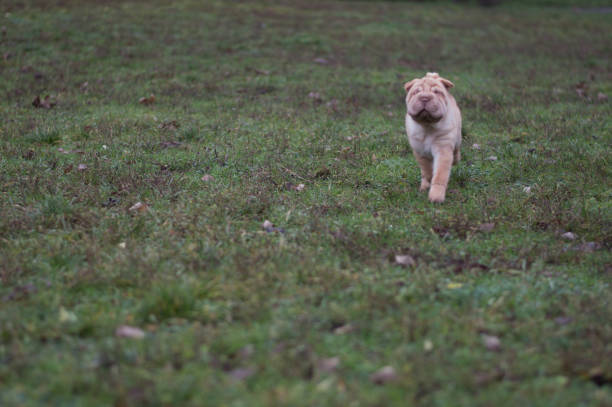 istock Portrait Of Dog 959200138