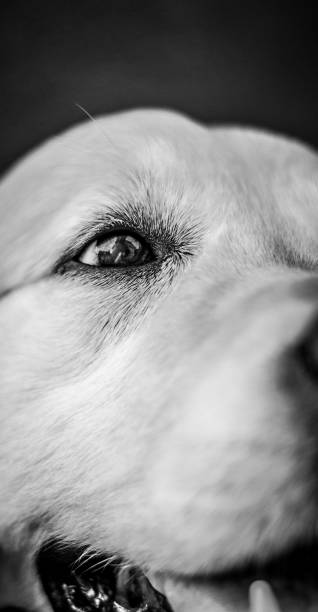 istock Portrait Of Dog 959200196