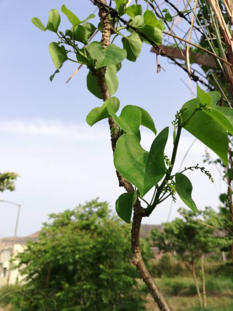 istock Tinospora cordifolia plant herb 959202486