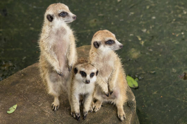 Three Meerkat Standing Up On Stone Stock Photo - Download Image Now - Alertness, Animal, Animal Back - iStock Three Meerkat Standing Up On Stone Stock Photo - Download Image Now - Alertness, Animal, Animal Back - iStock