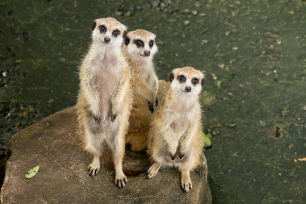 Three Meerkat Standing Up On Stone Stock Photo - Download Image Now - Cute, Group Of Animals, Looking - iStock Three Meerkat Standing Up On Stone Stock Photo - Download Image Now - Cute, Group Of Animals, Looking - iStock