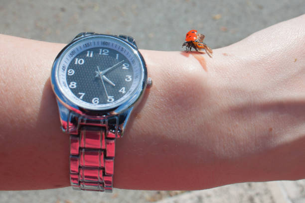 Ladybug on an old clock surface., time concept