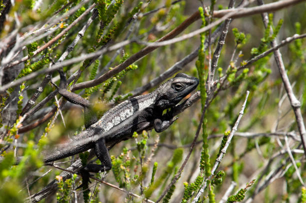 istock Lizard sunbathing in bush in Royal National Park 959210670