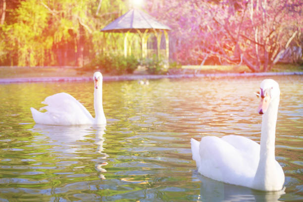 Blurred image concept, Beautiful white swan with sweet color sunset light and beautiful landscape, blurred background at the park in spring.