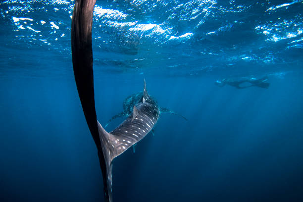istock Swimming with a Whaleshark 959212040