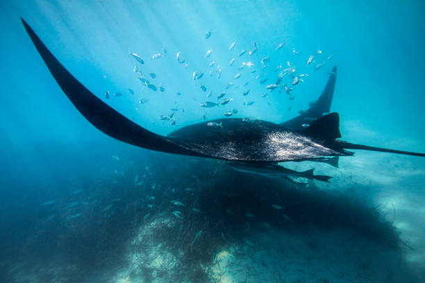 istock Manta Ray swimming through the ocean 959212638