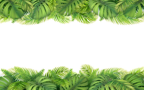 граница тропических листьев - fern forest tree area vector stock illustrations