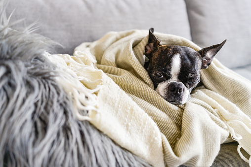 A black and white Boston Terrier with brindle and big ears.