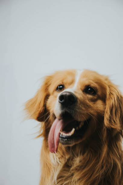 istock The dog poses in front of the camera 959216720