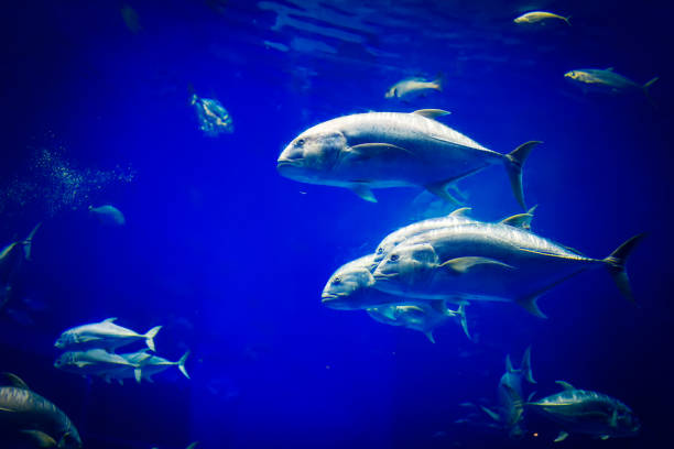 istock Fish in a big blue aquarium 959216770