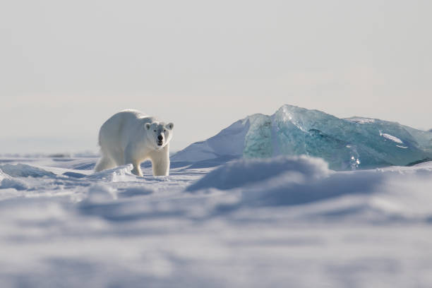 osa polar en el hielo del mar, svalbard - svalbard islands fotografías e imágenes de stock