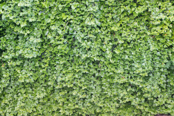istock wall with green ivy leaves background 959217022