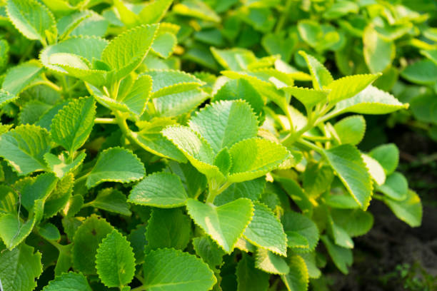 Plectranthus amboinicus (Lour.) Spreng plants. Plectranthus amboinicus (Lour.) Spreng plants. Juice extract from the ear drops to neutralize the juice. Cure colds. coleus photos stock pictures, royalty-free photos & images