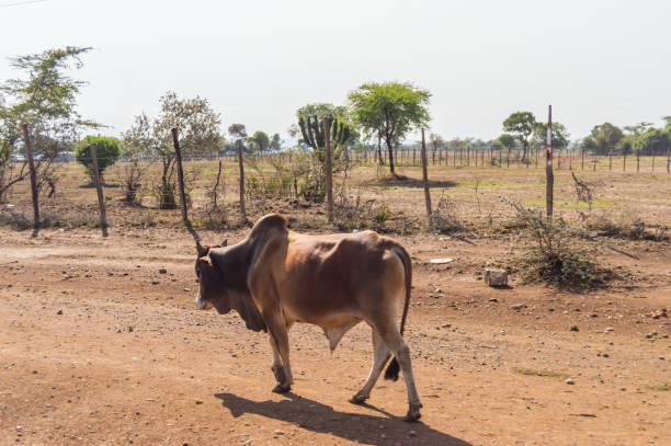 istock Taurus bull walking on a trail along the ambosseli 959220384