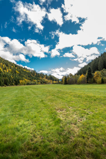 istock Black forest region in Germany 959220642