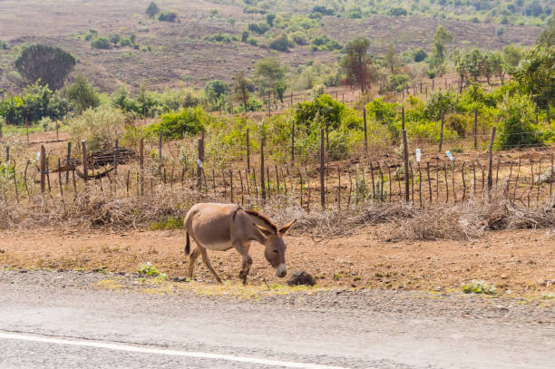 istock Gray donkey walking along Nairobi road 959222968