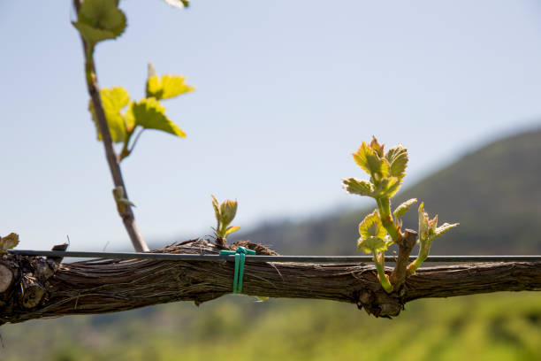 istock Green vine with small bunches of grapes. 959223640