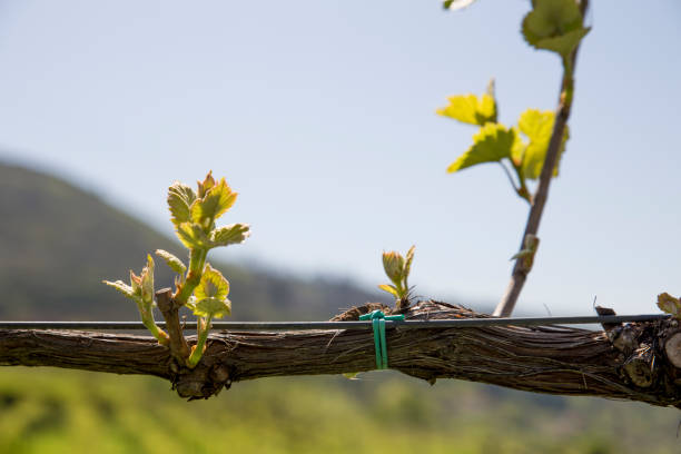 istock Green vine with small bunches of grapes. 959223642