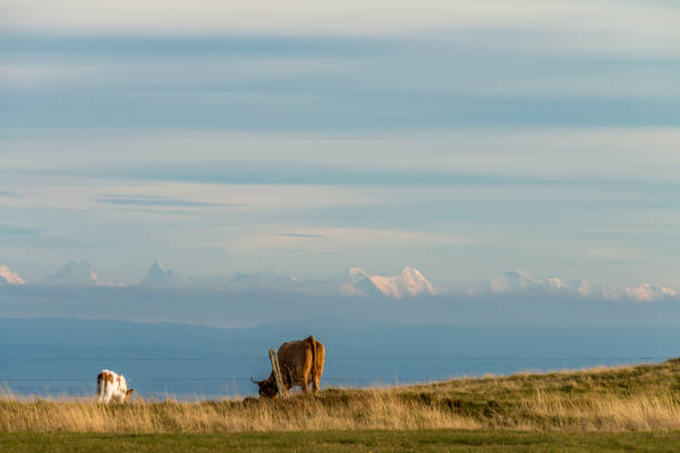 The cows in this picture are in France, but the Swiss Alps can be seen in the background