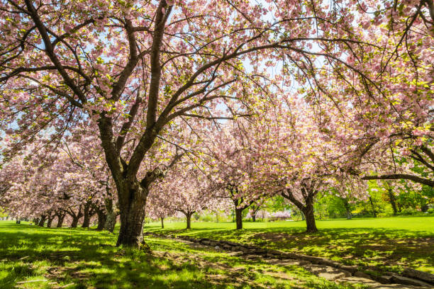 istock Pink cherry trees in full bloom in springtime 959227098