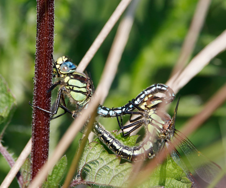 A small hawker that is often confused with the smaller Aeshna species. It has an earlier flight season, and its hairy body and stout abdomen create the impression of a more compact insect.
Males are often seen hawking low down, closely following marshy margins, in the late spring and early summer.
Field characters: Tot. 54-63mm, ab. 37-46mm, HW 34-37mm. Shorter and more stubby than Aeshna mixta.
Habitat: Standing or slow-flowing waters with rich riparian and aquatic vegetation, such as reedy canals, marshes, oxbows and coastal grazing marshes.
Flight Season: Late march to early August, with the emphasis on May and June in most of its range, well ahead of most Aeshna, which peak in late summer.
Distribution: Widespread west of the Urals, but generally localised, although often common where found.

This nice Species is common in the Netherlands, especially in Lowland Marshes and locally in the Coastal Dunes.