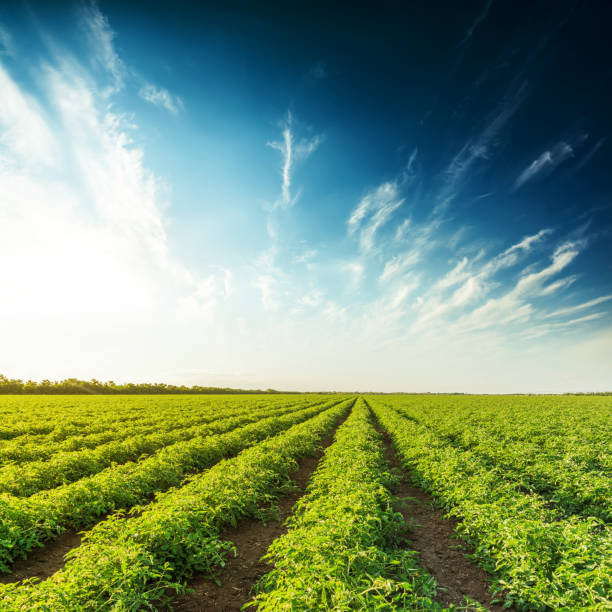 istock agriculture tomatoes field in spring and sunset in dramatic sky 959227506