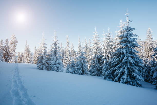 istock Majestic winter trees glowing by sunlight. Dramatic wintry scene. 959227512