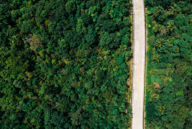 istock Top View of Rural Road through palm tree forests 959227692