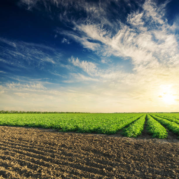 istock black and green agriculture fields with tomatoes bushes and deep blue sky with clouds in sunset 959228200