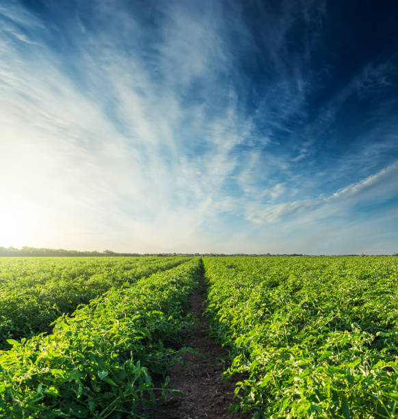 istock sunset in blue sky with clouds over agricultural tomatoes field 959230166