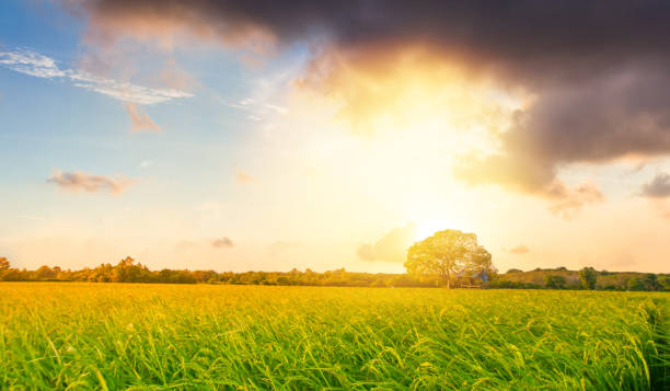 istock Panoramic view nature Landscape of a green field with rice 959233726