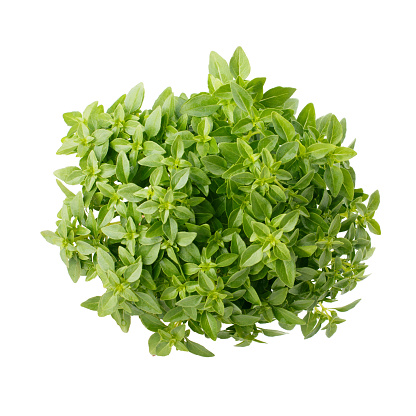 Greek dwarf basil isolated on white background as package design element