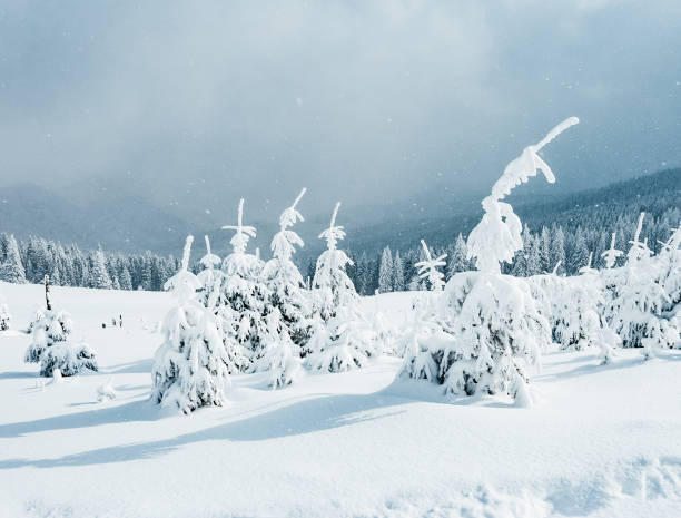 istock Dramatic and gorgeous wintry scene. Location Carpathian, Ukraine, Europe. 959236726