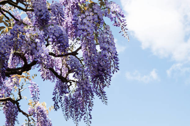 istock Wisteria flowers blooming on a blue sky background 959237428
