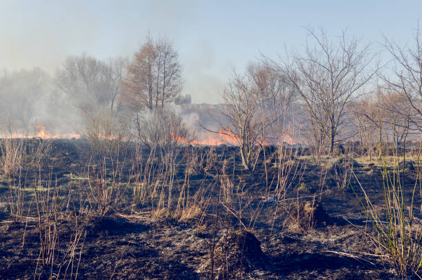 istock The fire of dry grass in the field 959241528