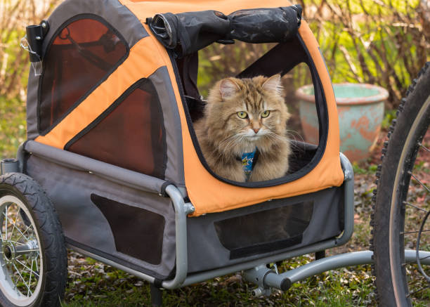 istock Siberian cat in a Bicycle Trailer 959242256