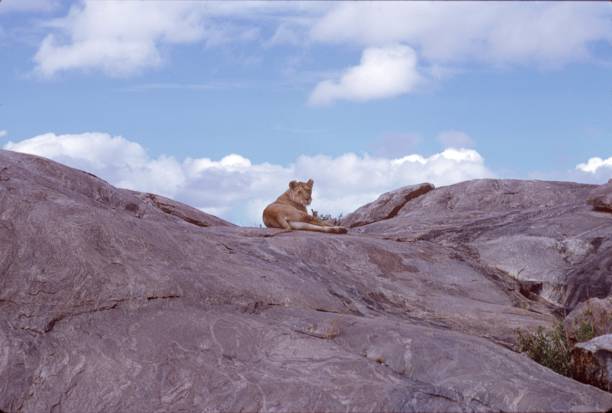 Serengeti National Park, Kenya, 1969. Lioness on a rock in the Serengeti.