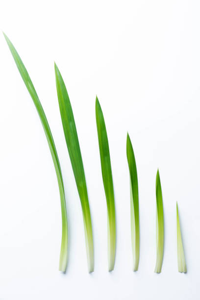 istock fresh green pandan screwpine leaves isolated on white background 959244166