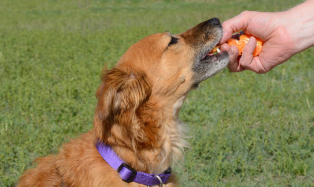 istock Healthy dog treats 959246714