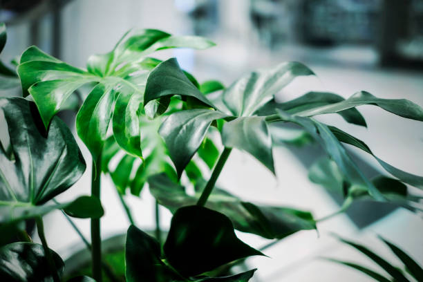 istock Monstera deliciosa tropical leaves in the office building 959247652