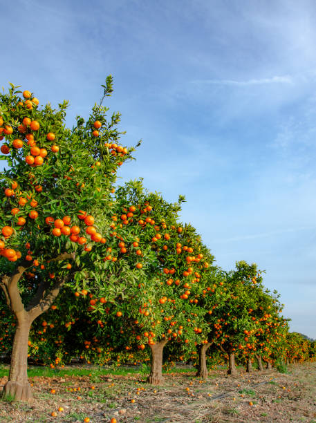 istock Field of ripe tangerines. 959252544