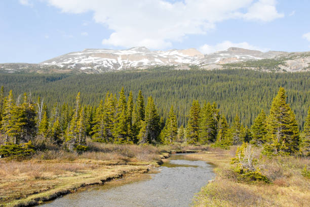 istock Mountains and River in verdure along Icefields Parkway in spring, Canadian Rockies, Alberta, Canada 959253272