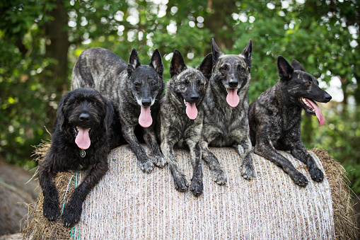 Pack of Dutch shepherd Dogs with black mutt dog sitting on heystack.