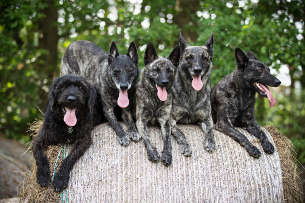 Pack of Dutch shepherd Dogs sitting on heystack Pack of Dutch shepherd Dogs with black mutt dog sitting on heystack. Dutch shepherd stock pictures, royalty-free photos & images